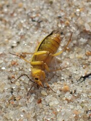 Cteniopus sulphureus