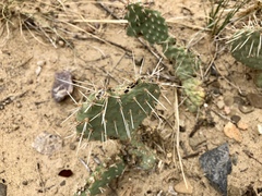 Opuntia polyacantha