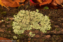 Punctelia jeckeri