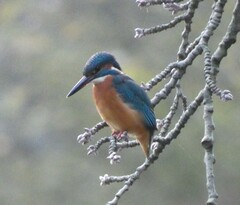 Alcedo atthis