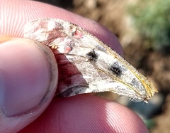 Parnassius smintheus