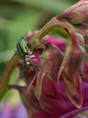 Clanoptilus marginellus