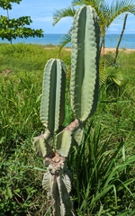 Cereus hexagonus