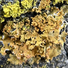 Xanthorioideae