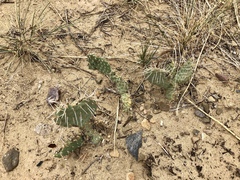 Opuntia polyacantha