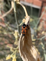 Lygaeus reclivatus