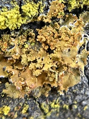 Xanthorioideae
