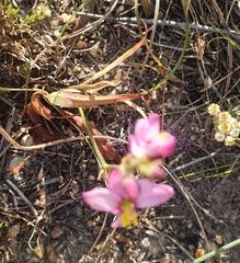 Ixia scillaris