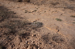 Rhodalsine geniculata