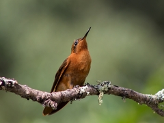 Aglaeactis cupripennis