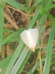 Rhodometra sacraria