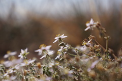 Rhodalsine geniculata