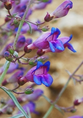Penstemon incertus