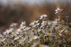 Rhodalsine geniculata