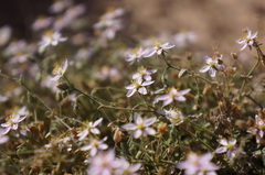 Rhodalsine geniculata