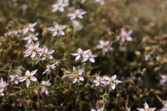 Rhodalsine geniculata