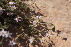 Rhodalsine geniculata