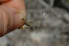 Chorthippus maritimus maritimus