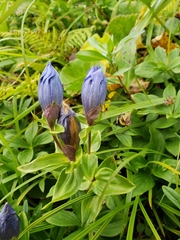 Gentiana platypetala