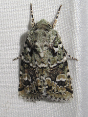 Lacinipolia laudabilis