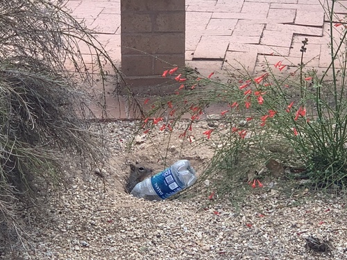Arizona Rock Squirrel photographed in Arizona
