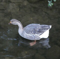 Anser anser domesticus × anser cygnoides domesticus