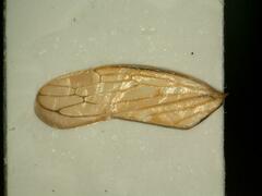 Idiocerus stigmaticalis