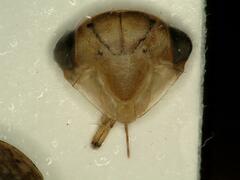 Idiocerus stigmaticalis