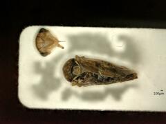 Idiocerus stigmaticalis