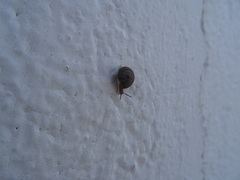 Xerotricha conspurcata