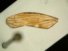 Idiocerus stigmaticalis