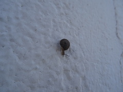 Xerotricha conspurcata