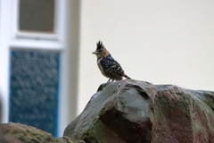 Trachyphonus vaillantii