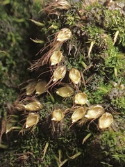 Diphyscium foliosum