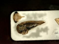 Idiocerus stigmaticalis