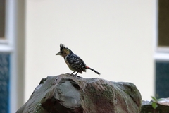 Trachyphonus vaillantii