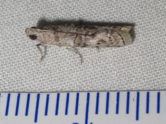 Zamagiria australella