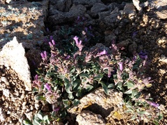 Penstemon harbourii