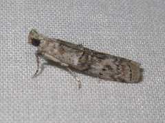 Zamagiria australella
