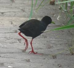 Zapornia flavirostra