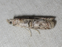 Zamagiria australella