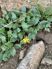 Senecio amplectens holmii