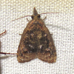 Platynota flavedana