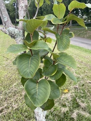 Pisonia taina