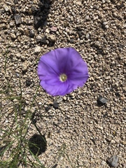 Ipomoea ternifolia leptotoma