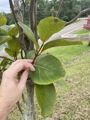 Pisonia taina