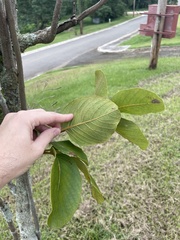 Pisonia taina