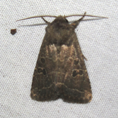 Protorthodes texicana