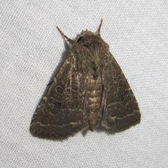 Protorthodes texicana