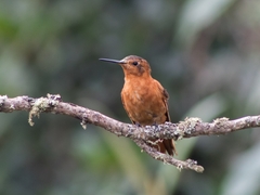 Aglaeactis cupripennis